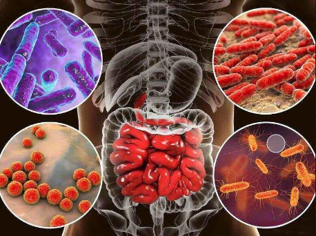 The powerful gastrointestinal repair function of lactoferrin The powerful gastrointestinal repair function of lactoferrin